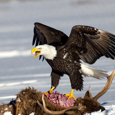 Bald Eagle Eating Deer Carcass