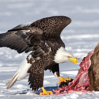 Bald eagle eating prey on snow