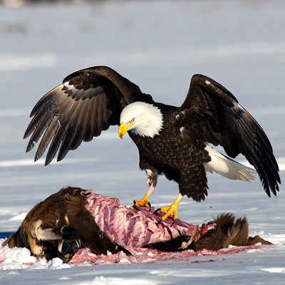 Bald eagle eating deer carcass