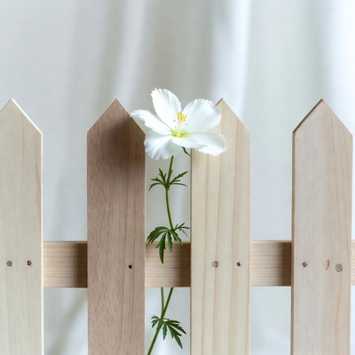 White Flower Growing Through Wooden Fence