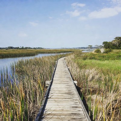 Wooden boardwalk through marshland