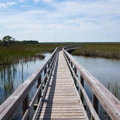 Wooden boardwalk through marshland