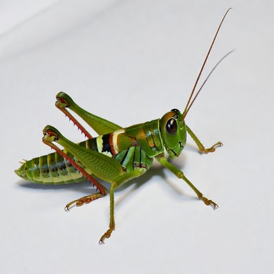 Green grasshopper on white background