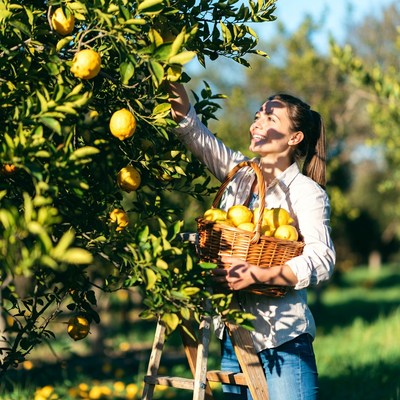 Woman harvesting lemons from tree