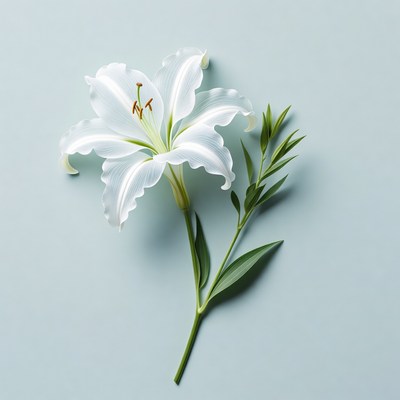 White Lily Flower on Blue Background