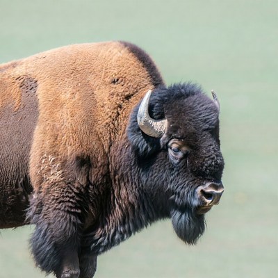 Bison standing in green grass