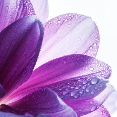 Purple Flower with Water Droplets