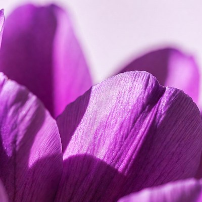 Purple Tulip Flower Closeup