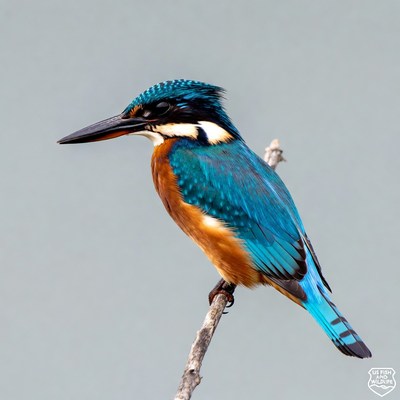 Kingfisher perched on branch