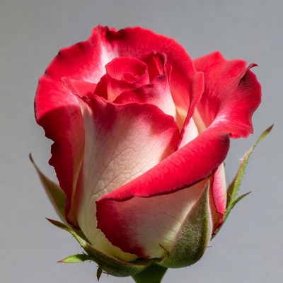 Red and white rose flower