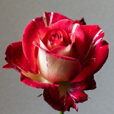 Red and White Variegated Rose