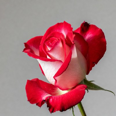 Pink and white rose flower