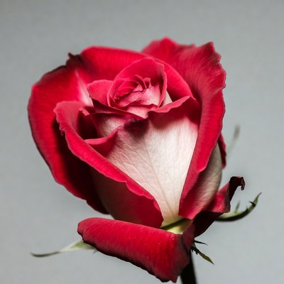 Red Rose on White Background