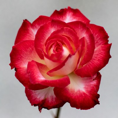 Red and white rose flower