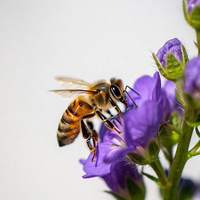 Honeybee Pollinating Purple Flower