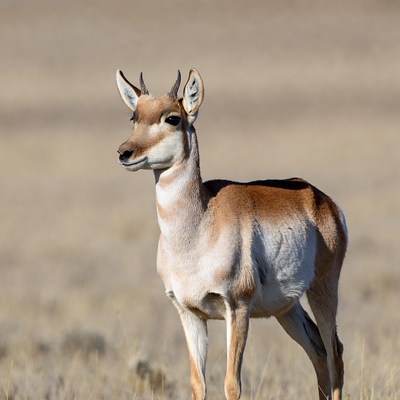 Steenbok standing in dry grasslands