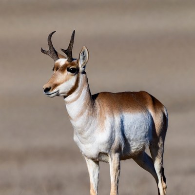 Pronghorn Antelope Standing in Grassland