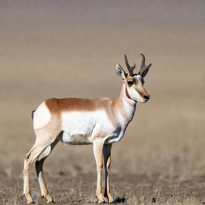 Pronghorn antelope standing in desert
