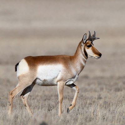 Pronghorn antelope walking in grassland