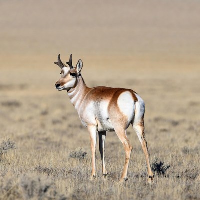 Pronghorn antelope standing in grassland