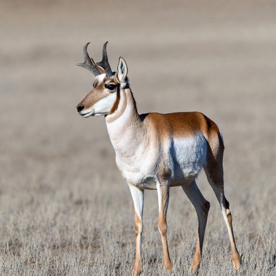 Pronghorn antelope standing in dry grass