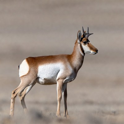 Pronghorn antelope standing in desert