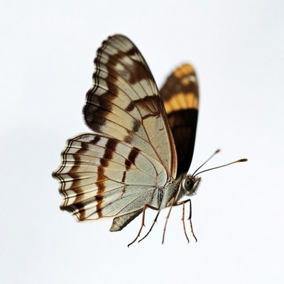White Admiral Butterfly on White Background