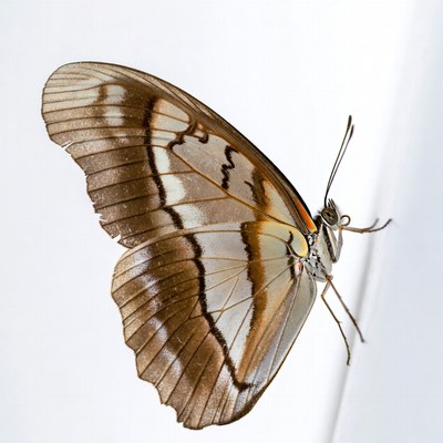 Brown butterfly with white wings