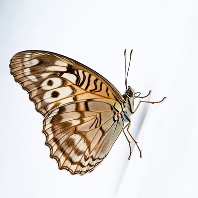 Brown butterfly on white background