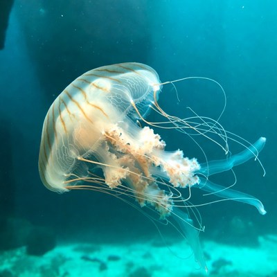 Translucent jellyfish floating underwater