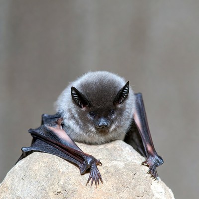 Baby bat perched on rock