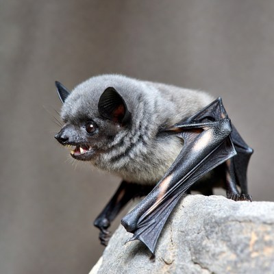 Gray bat baring teeth on rock