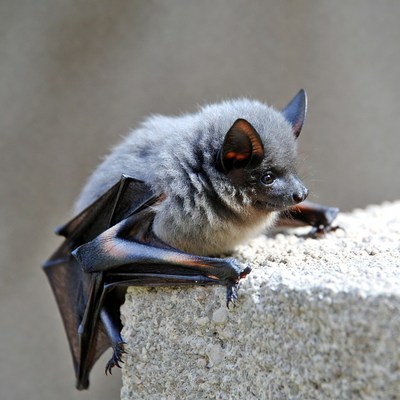 Gray bat perched on stone