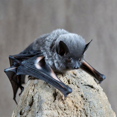Gray bat perched on rock