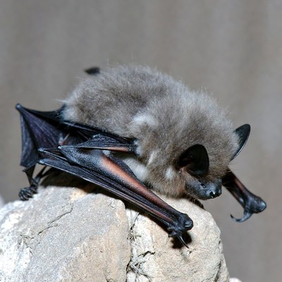 Gray bat perched on rock