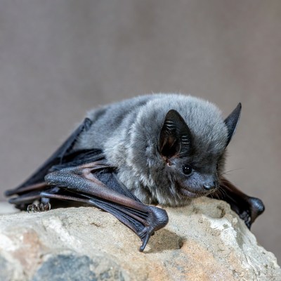 Gray Bat on Rock