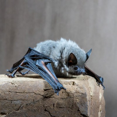 Gray bat perched on rock