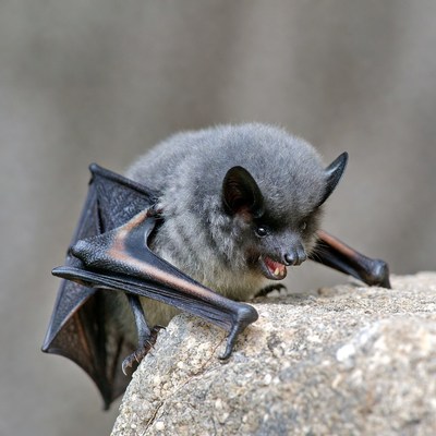 Gray bat hissing on rock