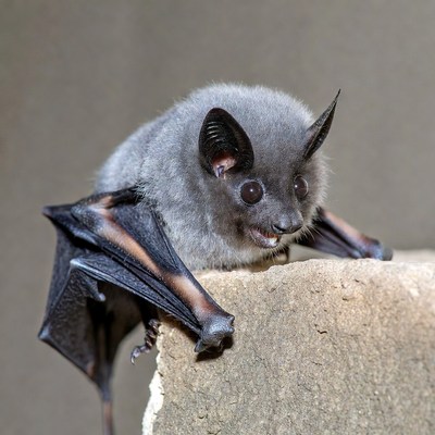 Gray bat climbing stone wall