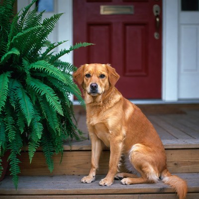 Golden Retriever sitting by front door