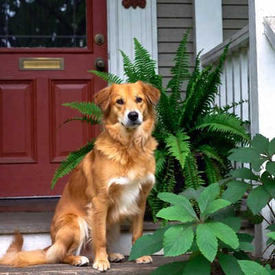 Golden Retriever sitting by red door