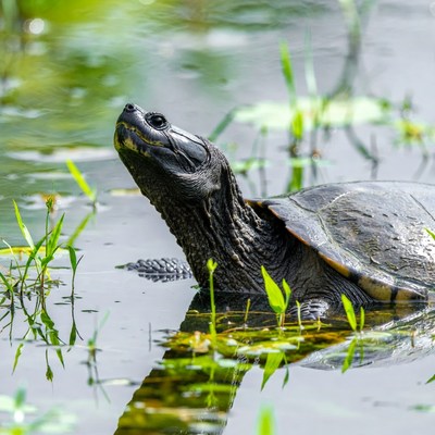 Turtle swimming in green pond