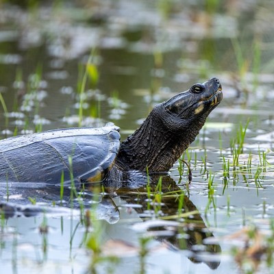 Turtle in marsh water