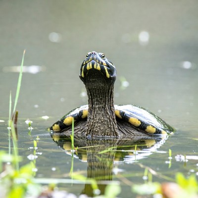 Red-eared slider turtle in water
