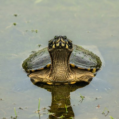 Red-eared slider turtle in water