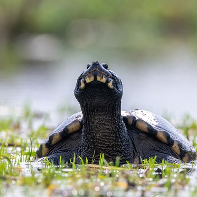 Black Turtle in Shallow Grass Water