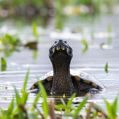 Snapping Turtle in Marsh Water