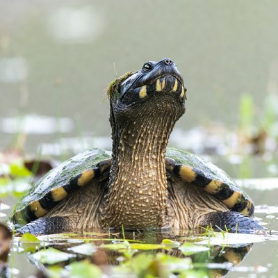Turtle emerging from pond water