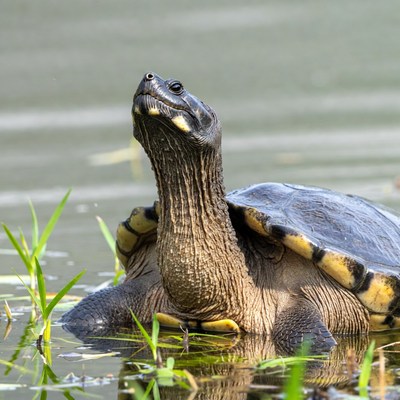 Turtle stretching neck in water