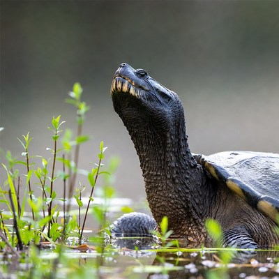 Snapping turtle with open mouth